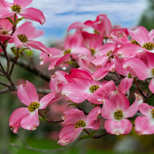 Greenfield Hill Dogwood Festival Dogwood Blossoms